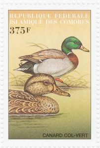 Mallard (Anas platyrhynchos)